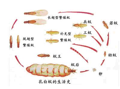 长沙白蚁防治